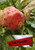 Peck Pleasant Apple Tree