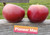Pioneer Mac Apple Tree