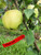 Pomme d'or Apple Tree