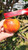 Somerset Redstreak Apple Tree