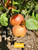 Suntan Apple Tree