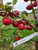 Yarwood Crab Apple Tree