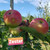 Zestar Apple Tree
