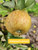 Ashmeads Kernel Scionwood