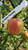Autumn Pearmain Scionwood