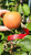 Bramley's Seedling Scionwood