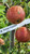 Cannon Pearmain Scionwood