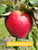 Chenango Strawberry Scionwood