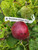 Devonshire Crimson Queen Scionwood