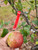 Plum Cider Scionwood
