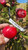 Roter Alatau Apfel Scionwood