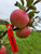Virginia Winesap Scionwood