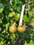 Bosc Scionwood
