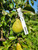 Shenandoah Pear Scionwood