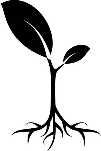 M111 (Apple) Rootstock