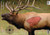 B/c Target Pregame 16.5"x24" - Elk Target 3-targets