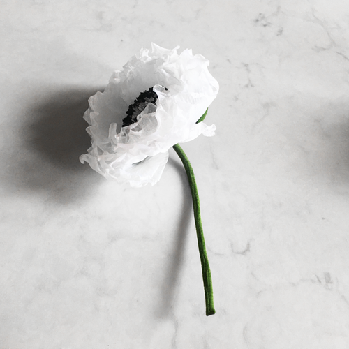 Silk White Poppy Flower