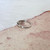 Freshwater  Pearl Ring - size 7