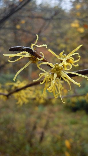 Witch Hazel