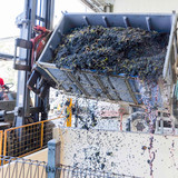 First bin of grapes for vintage 2023