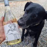 Bo's wine of the week - Lady Marmalade Vermentino 