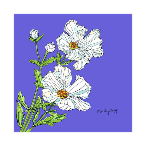 Matilija Poppy  by Andrea LaHue aka Random Act 