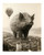 Flying Pig by Hugh Kretschmer 