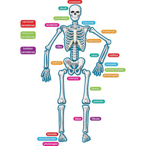 Teacher Created Resources Magnetic Accents, Human Skeleton, 40/ST, Multi (TCR77241) View Product Image