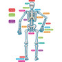 Teacher Created Resources Human Skeleton Accents - Theme/Subject: Learning - Skill Learning: Anatomy - 40 Pieces - 5-17 Year