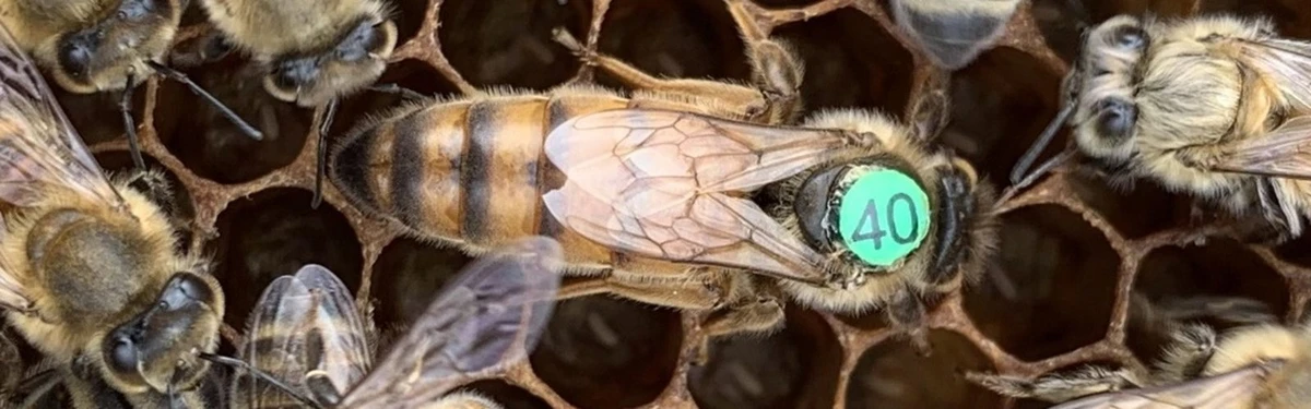 Marked Buckfast queen bee walking on brood comb at Honeyfields Bee Farm