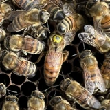 Queen Bees