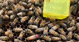 Introducing a Queen Bee - Honeyfields Bee Farm