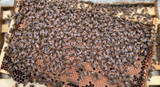 Transferring a Nucleus - Honeyfields Bee Farm