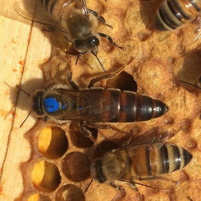 Carniolan Queen Bee