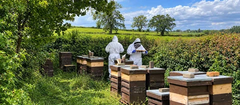 Two beekeepers inspecting a frame among wooden hives in the Warwickshire countryside