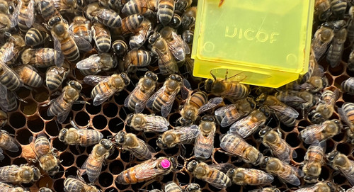 Introducing a Queen Bee - Honeyfields Bee Farm