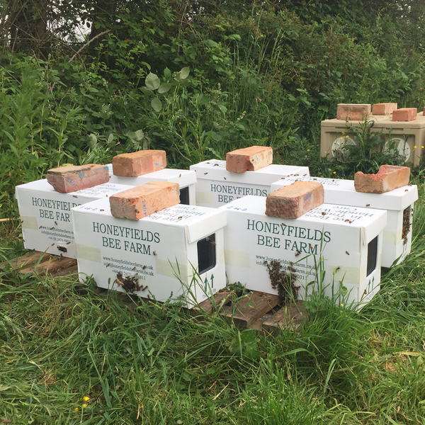Overwintered 5 Frame Nucleus with UK reared Buckfast queen