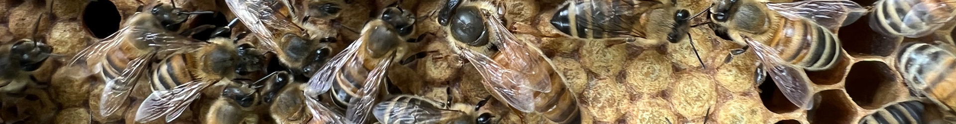 Queen Bees Queen Bees