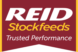 REID Stockfeed