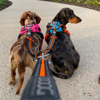DOOG Dual Walker Leash (4 colour choices) (Order Only)