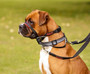 Baskerville Halti Optifit Headcollar (Order Only)
