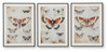 Jossletts - Wall Art Set (Set of 3) - Orange / Black / Ivory