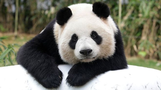 panda.jpg panda.jpg