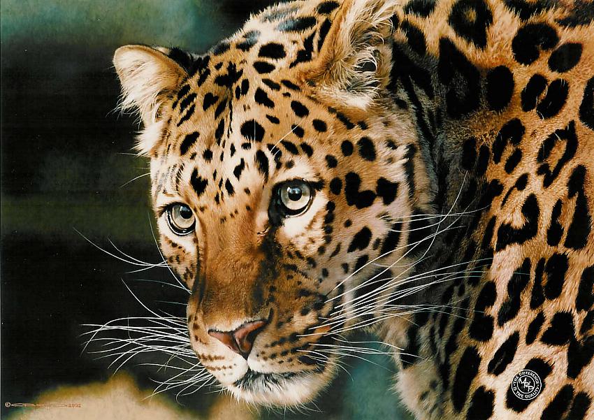 sad-leopard.jpg sad-leopard.jpg