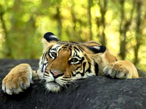 sad-tiger.jpg sad-tiger.jpg