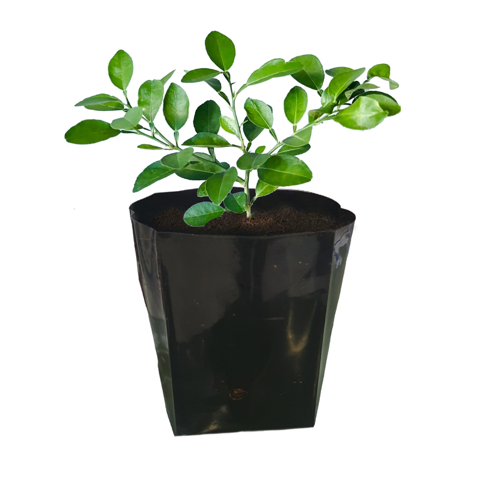 Western Lime (Kadgi) Seedling