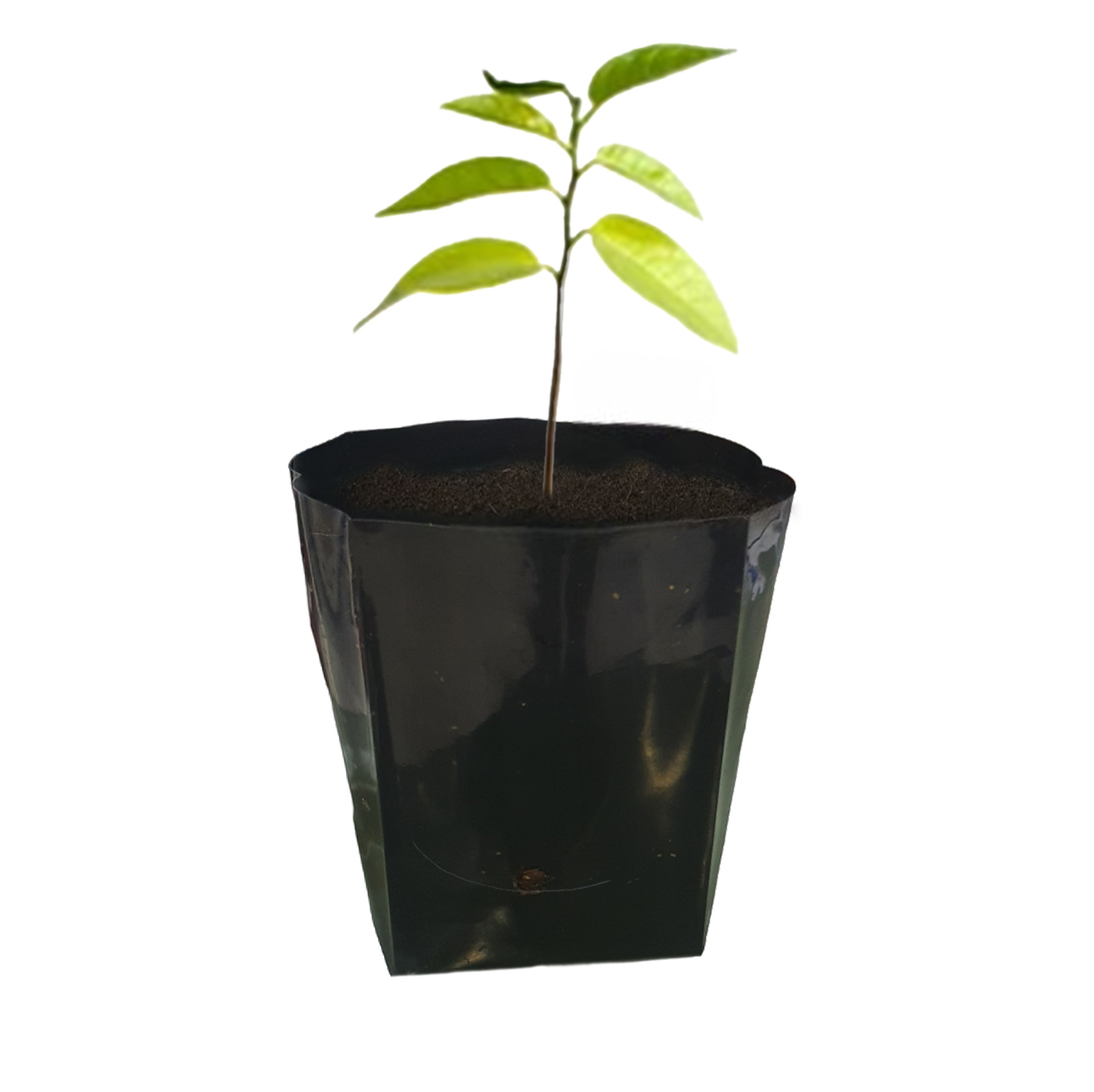 Custard Apple Seedling