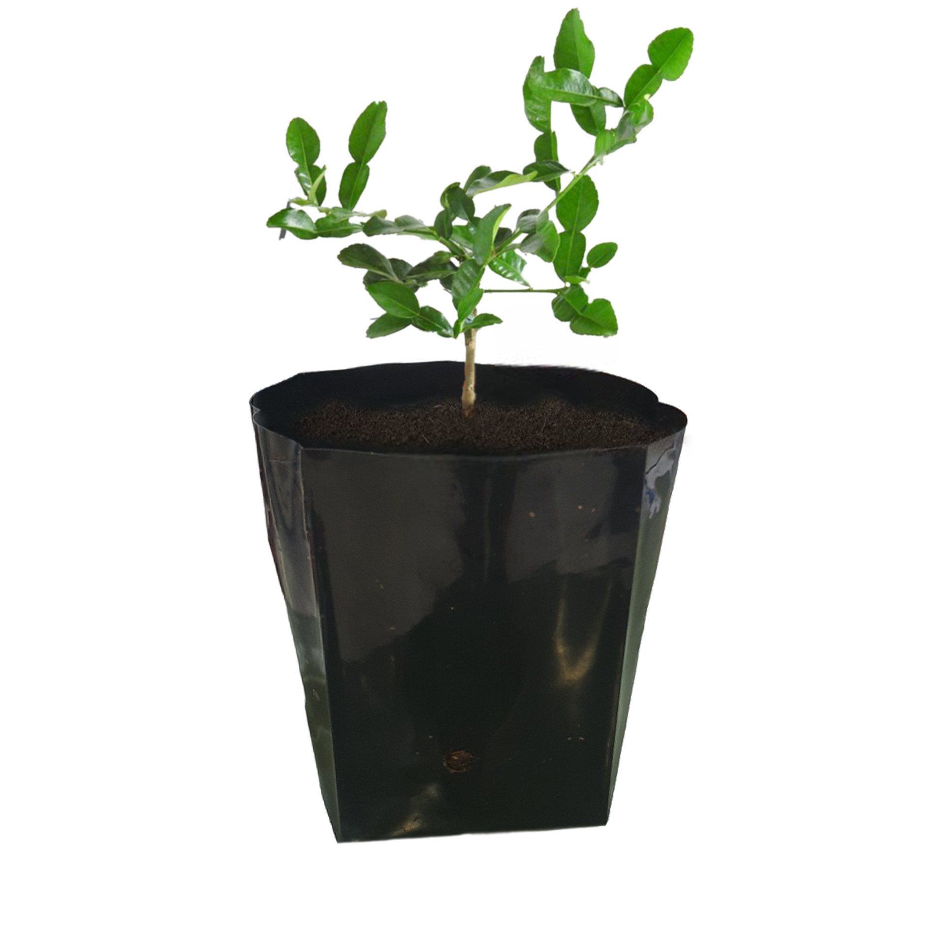 Kieffer Lime Seedling