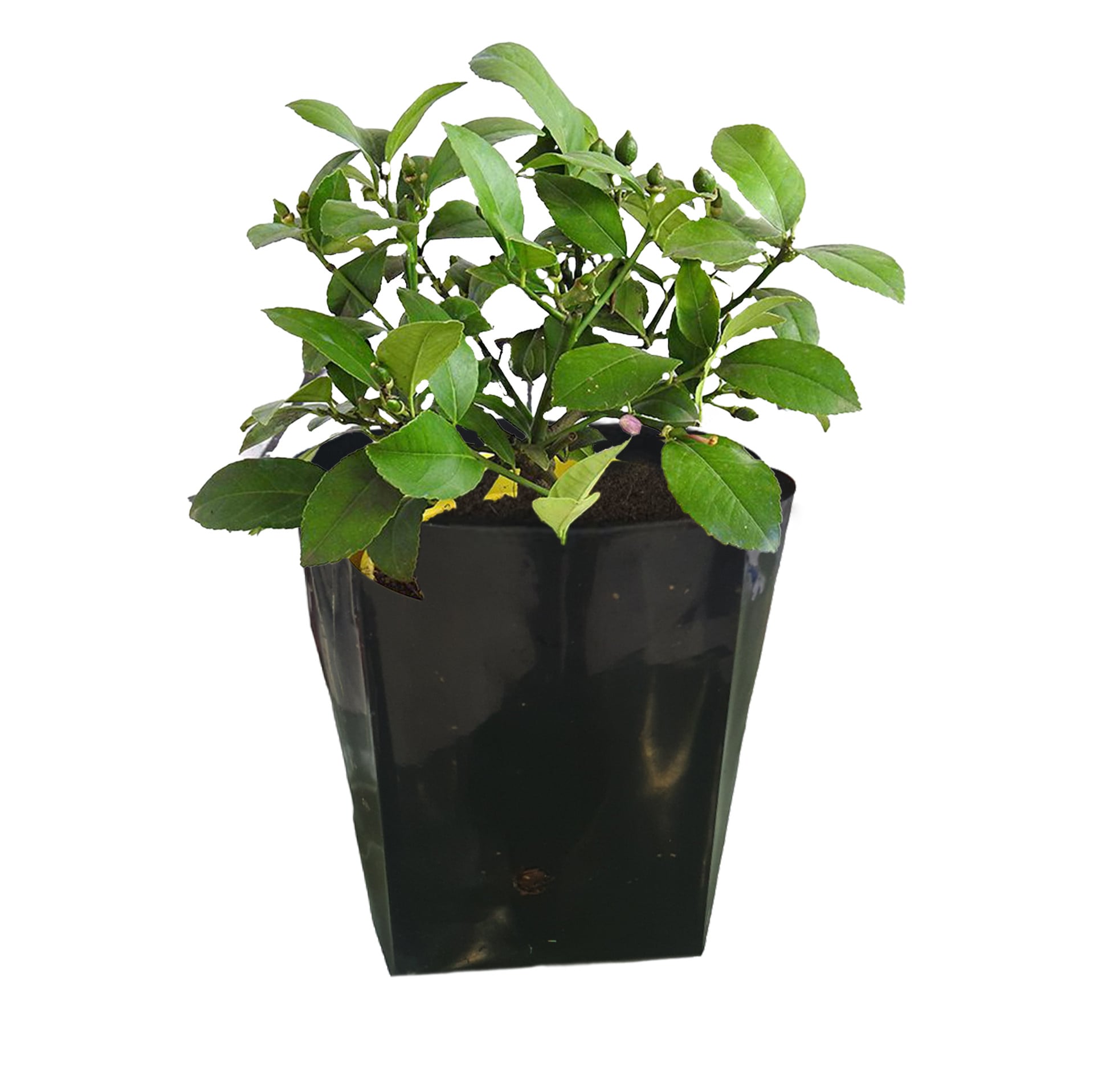 Meyer Lime Seedling
