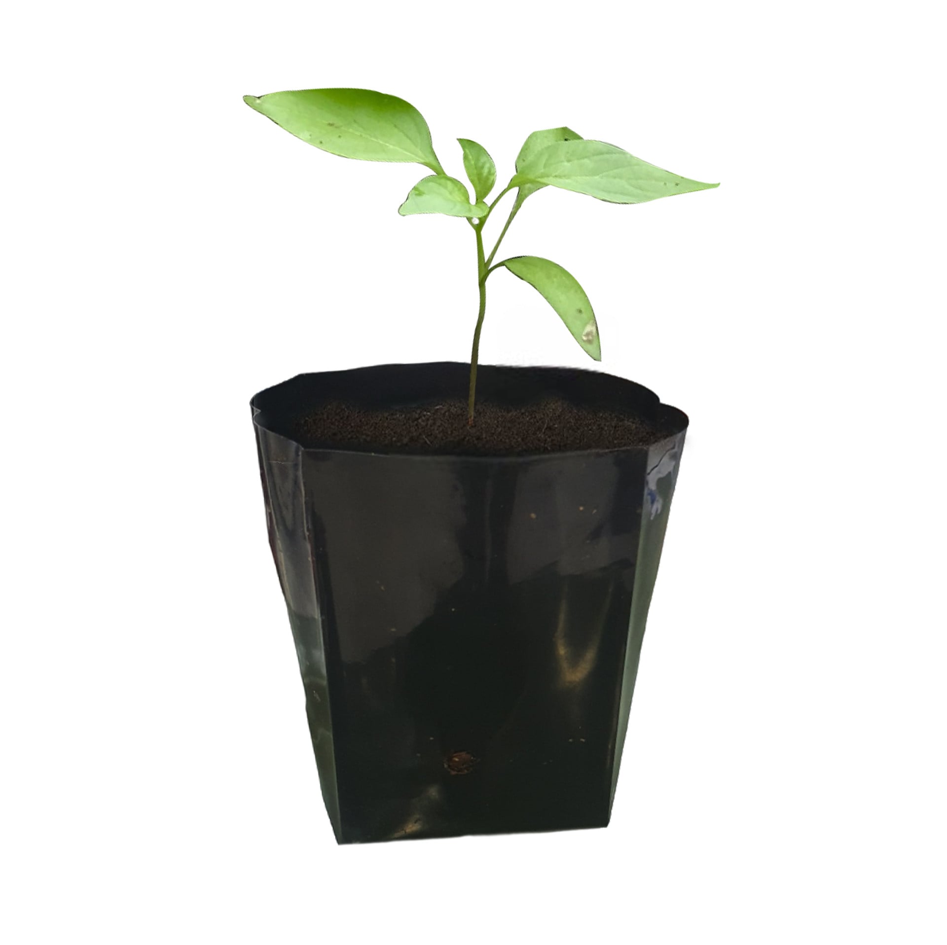 Bongo Chilly ( Brown ) Seedling